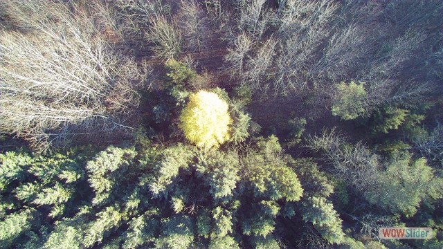 Yellow Tree: The Land - Prattsburgh, NY