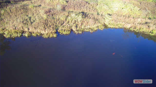 Pond Fish: The Land - Prattsburgh, NY